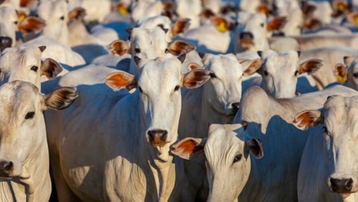 В регионе бесплатно вакцинировали от ящура 59 процентов скота 