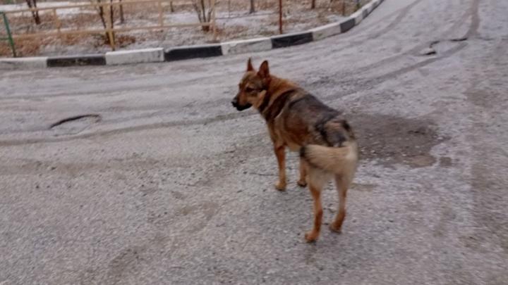 В Октябрьском районе Саратова поймают 126 собак