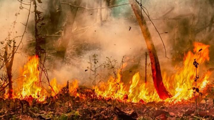 В Саратовской области на охрану лесов от пожаров потратят 110 млн рублей 
