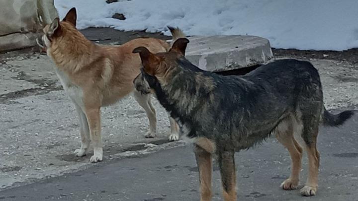 В Саратове поймают 1318 собак за 8 миллионов рублей