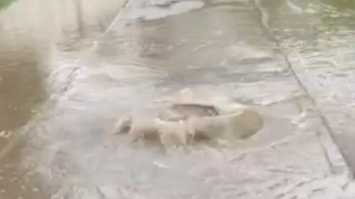 Из-за ливня в Саратове на Шелковичной бьет потоп из колодца