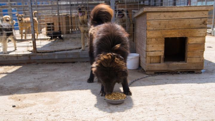 «Бумажный пёс» собрал 2 тонны макулатуры для помощи приюту для животных