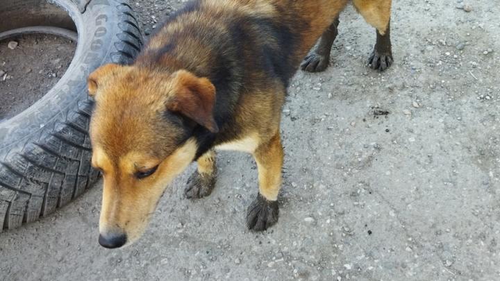 В Саратове двое детей пострадали от укусов собак