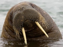 Болтухин рекомендует моржам открывать купальный сезон