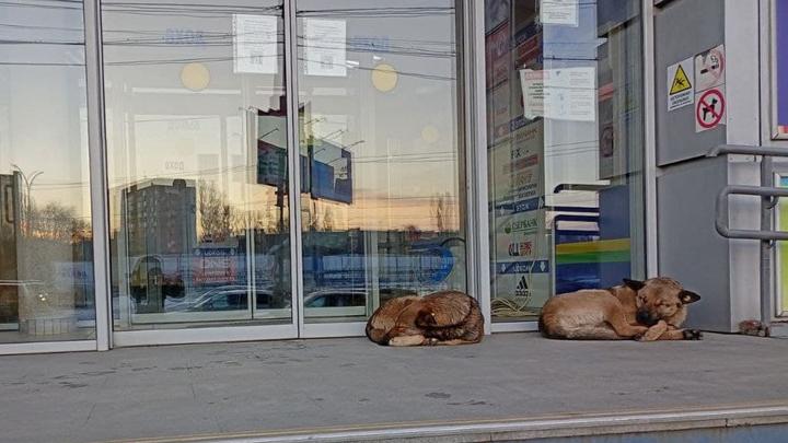 В Ленинском районе Саратова на отлов собак потратят 2,6 миллиона рублей