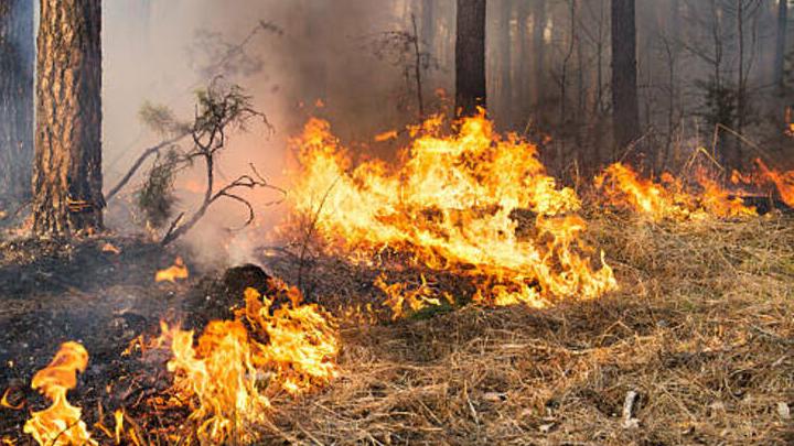В Саратовской области ожидается высокая пожарная опасность