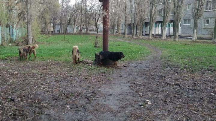 В Волжском районе Саратова планируют отлов 57 собак