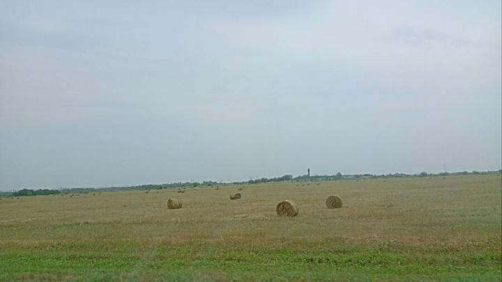 В Саратовской области необычайная урожайность озимых за всю историю региона