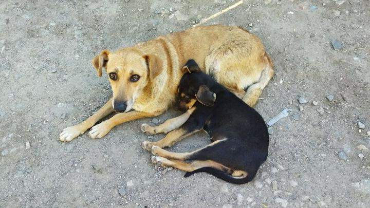 За три года в Саратовской области поймают почти 4 тысячи собак