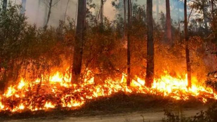 За неделю в Саратовской области произошло 8 ландшафтных пожаров