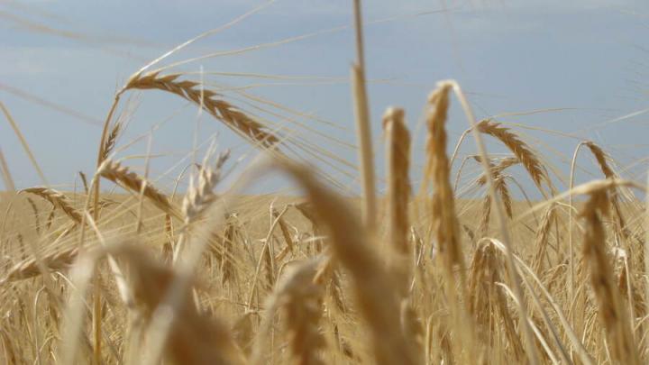 В Саратовской области собраны первые полмиллиона тонн зерна 