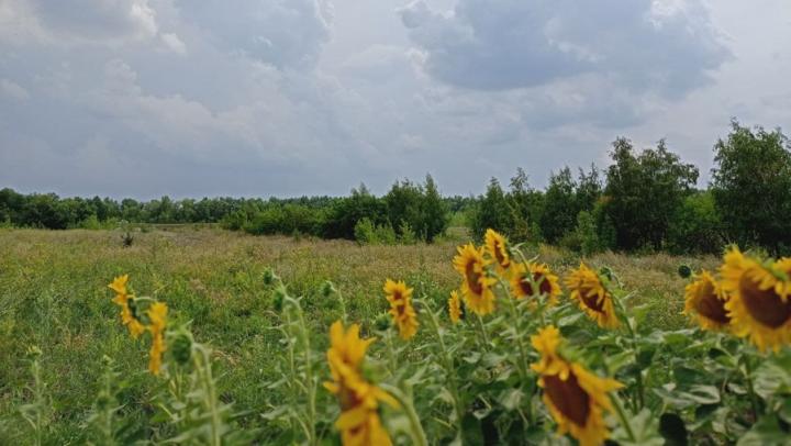 Синоптики обещают жаркую неделю в Саратовской области
