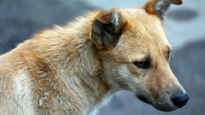 В Заводском районе бездомная собака покусала школьницу