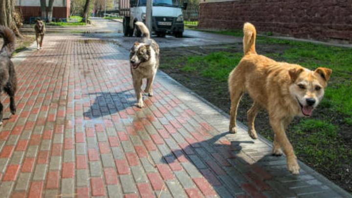 В сквере на площади Орджоникидзе собака укусила мальчика