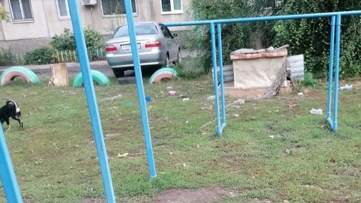 В Энгельсе на детской площадке установили будку для бездомных собак