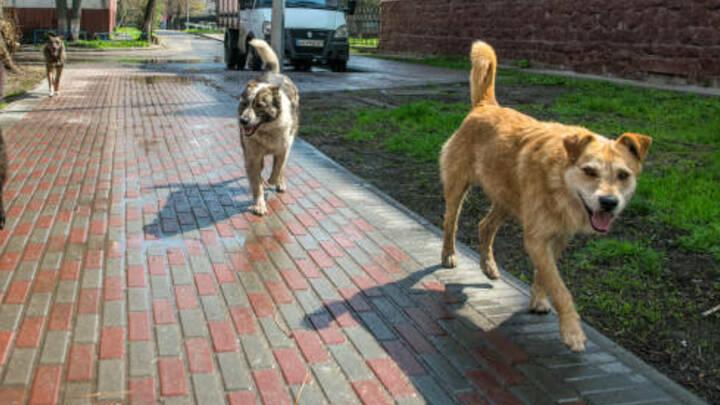 В Саратове на улице Технической собака укусила девочку