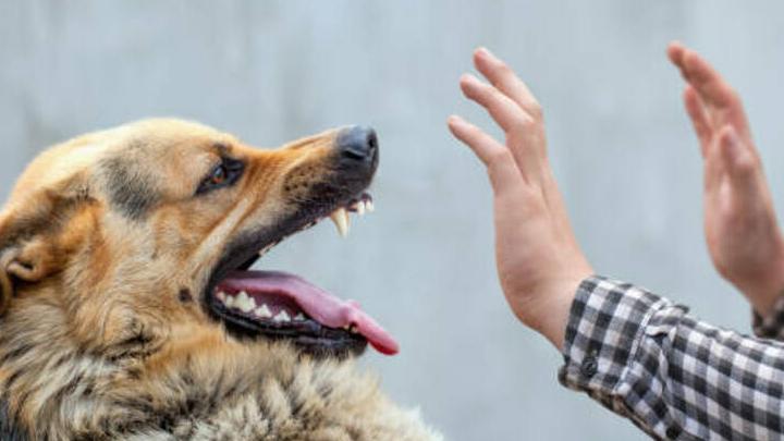 За текущий год от укусов собак пострадали 142 тысячи россиян