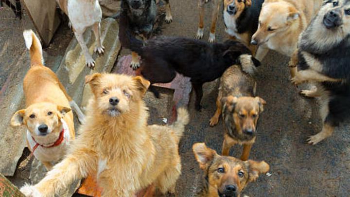В Саратовской области увеличат затраты на содержание бездомных животных