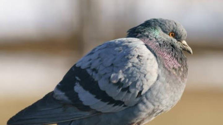 В Саратовской области начался карантин по гриппу птиц