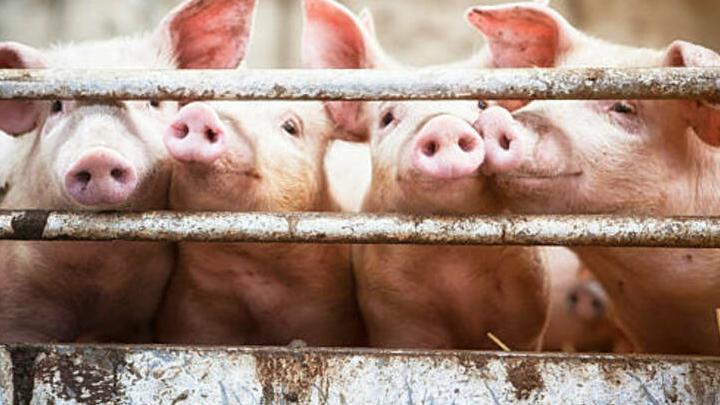 В Саратове выявлен очаг африканской чумы свиней