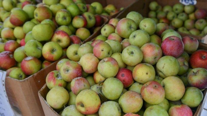 В Саратовской области дешевеют яблоки и дорожает вареная колбаса