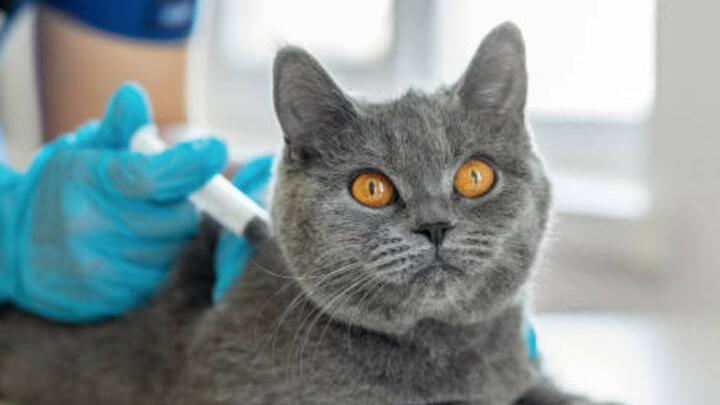 В Энгельсе вынужденно вакцинируют домашних собак и кошек из-за вспышки бешенства