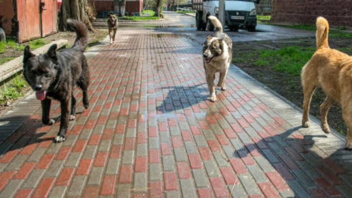 В двух районах Саратова собаки напали на подростков