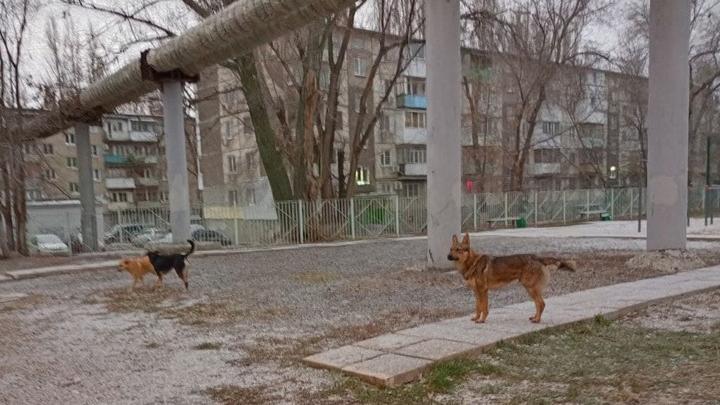 В Саратовской области за три года планируется поймать более 5 тысяч собак