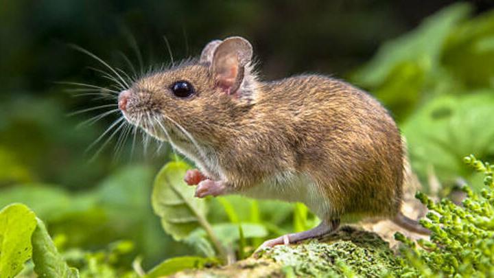 В Саратовской области нашествие полевых мышей - разносчиков геморрагической лихорадки