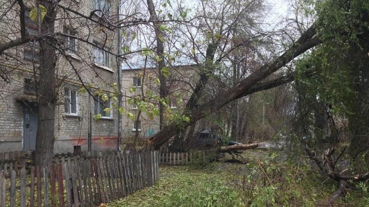 Штормовой ветер в Саратове валит остановки и деревья