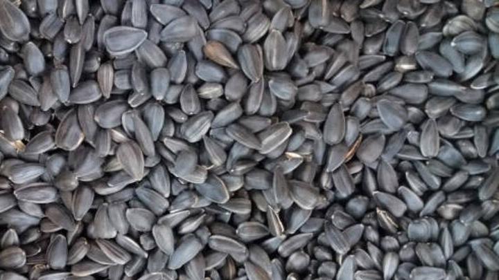 Зараженные семена подсолнечника из Саратовской области попали в Чувашию