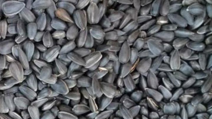 Зараженные семена подсолнечника из Саратовской области не попали в магазины Чувашии