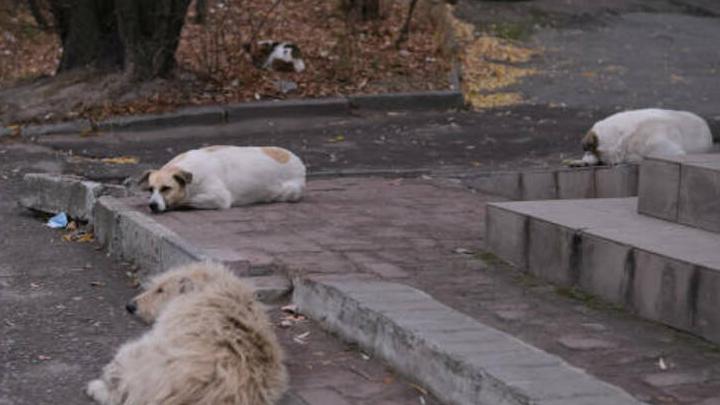 Чиновников администрации Ленинского района Саратова накажут за бездомных собак