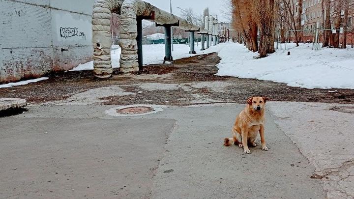 В Саратовской области заразились бешенством 12 собак и 11 кошек