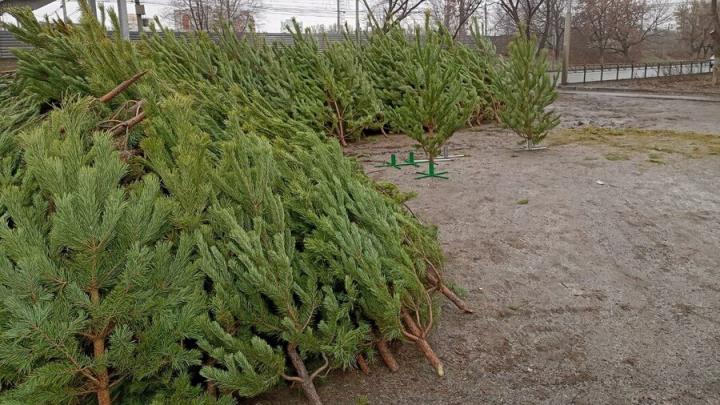 В Саратовской области новогодние елки будут стоить от 280 рублей