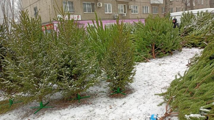  В Саратовской области заготовлено 5000 новогодних елок 