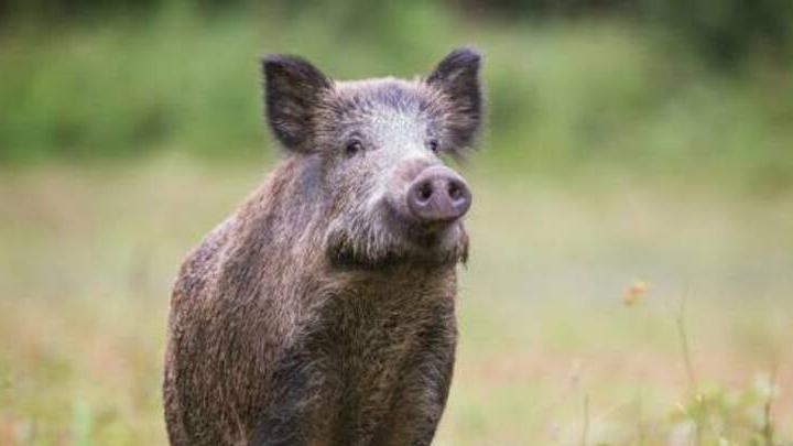 В Красноармейском районе выявлен очаг африканской чумы свиней