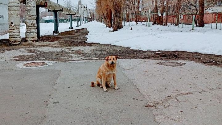 Октябрьский район Саратова получит 1,5 миллиона рублей на отлов 210 собак