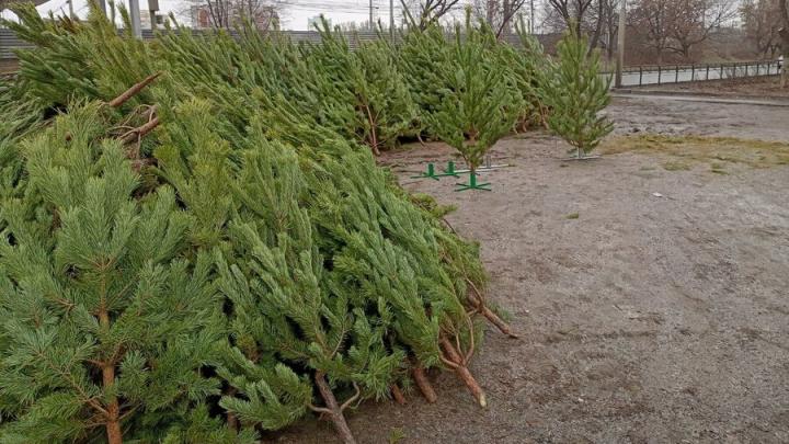 Саратовцам рассказали, куда увозят новогодние елки
