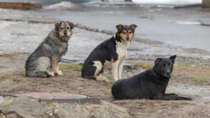 В новогодние праздники семь саратовцев пострадали от укусов бездомных собак