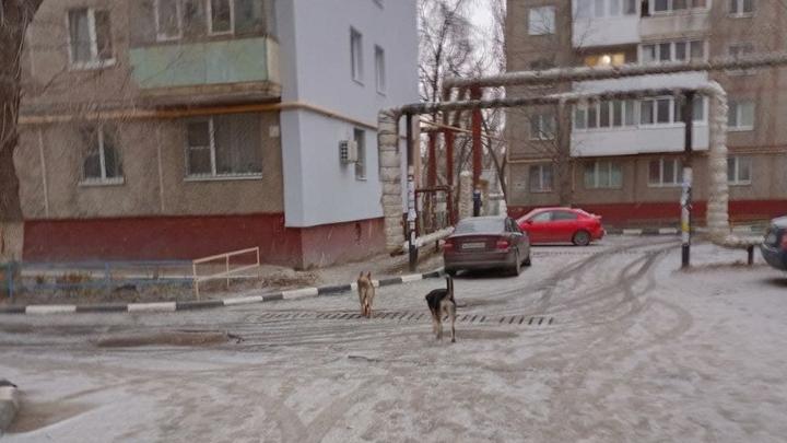 В Заводском районе Саратова поймают 728 собак