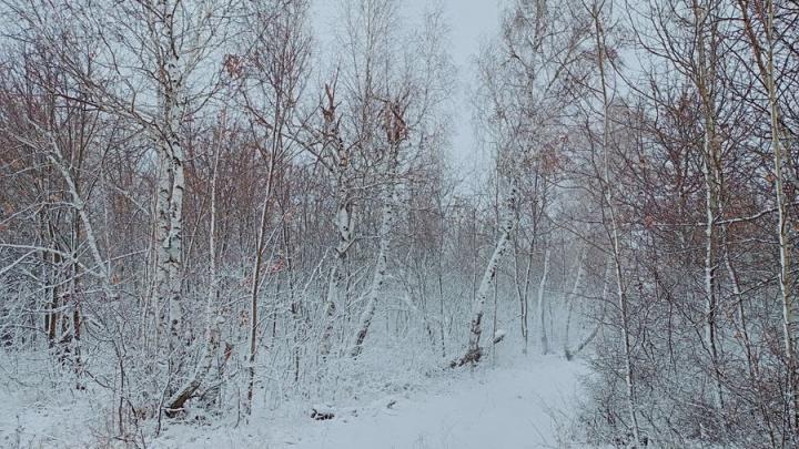 По ночам в Саратовской области сохранятся 20-градусные морозы
