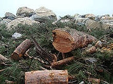 В Лоховском лесничестве незаконно спилили 58 сосен