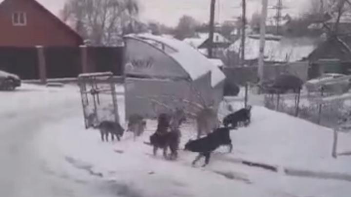 Жители Смирновского ущелья жалуются на своры бездомных собак