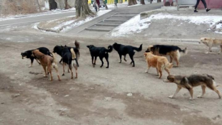 В Заводском районе Саратова стая собак терроризирует школьников 