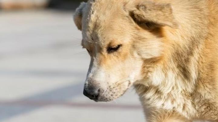 В Саратове бездомная собака укусила мальчика за руку