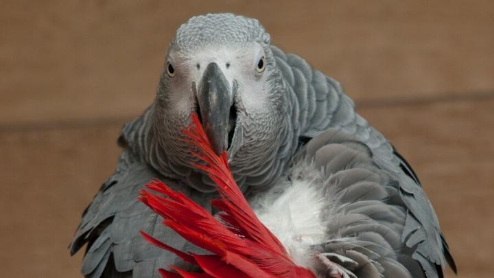 Саратовчанка лишилась 38 тысяч рублей при покупке говорящего попугая