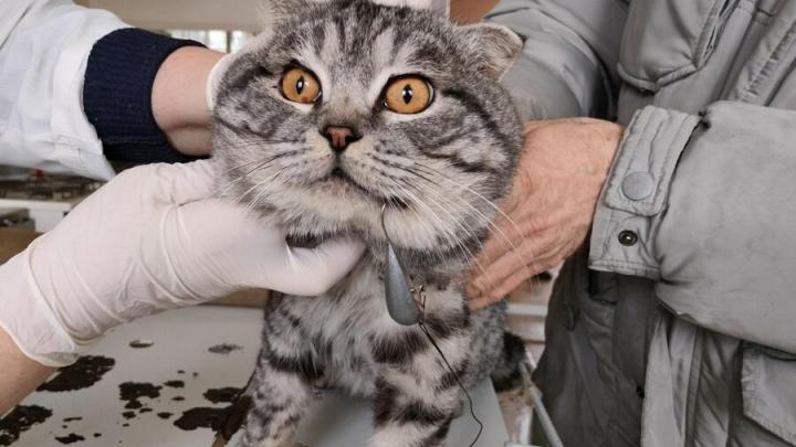 Саратовские ветеринары спасли кота, попавшегося на рыболовный крючок