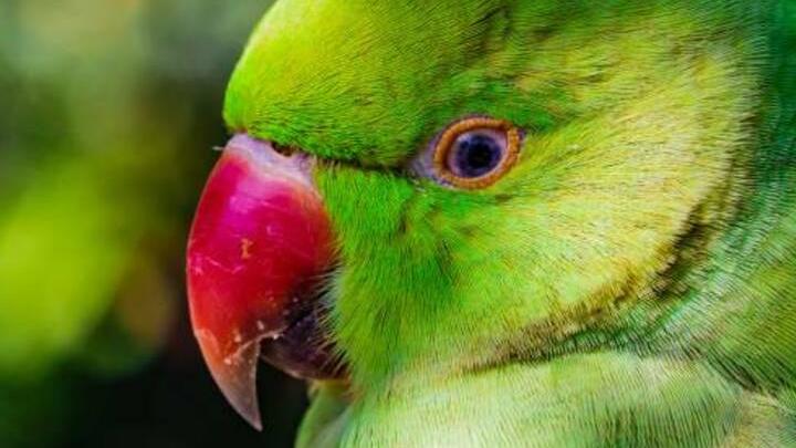 В Саратове рецидивист украл клетку с попугаем 