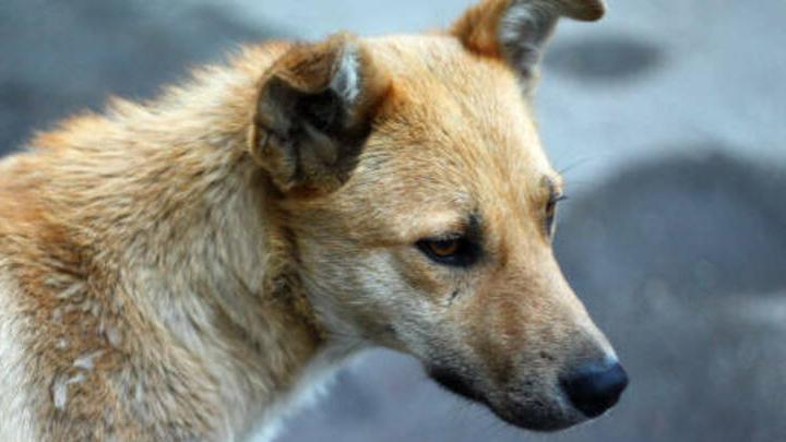 В Заводском районе Саратова собака напала на школьника
